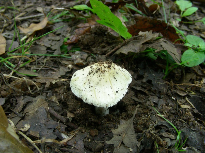 1082 Luglio vecchio ritrovamento